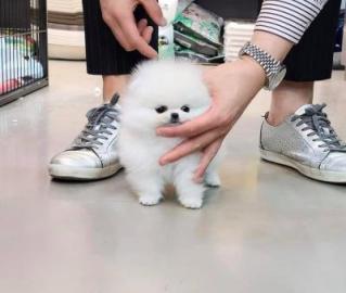 MINI Pomeranian SpitzWelpe