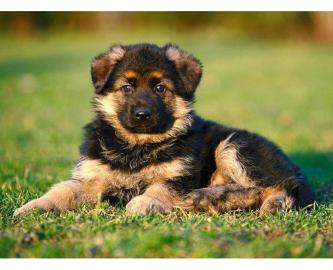 Weihnachten Deutsche Sch?ferhundwelpen m