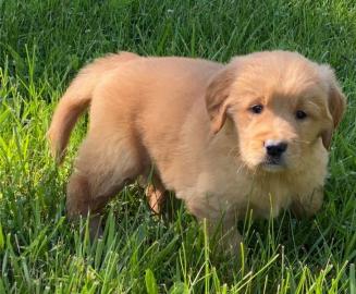 Golden Retriever-Welpen in Top-Qualit?t