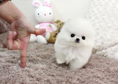 Pomeranian Welpen