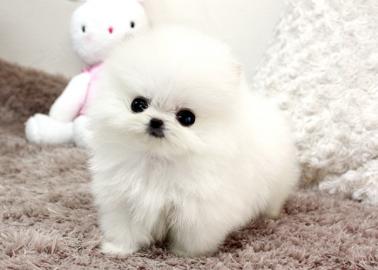 Pomeranian Welpen