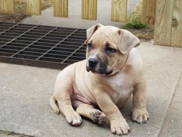 American Pocket Bully Welpe jetzt fertig