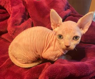 Sch?ne Sphynx K?tzchen zum Verkauf