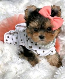 Yorkshire Terrier Welpen