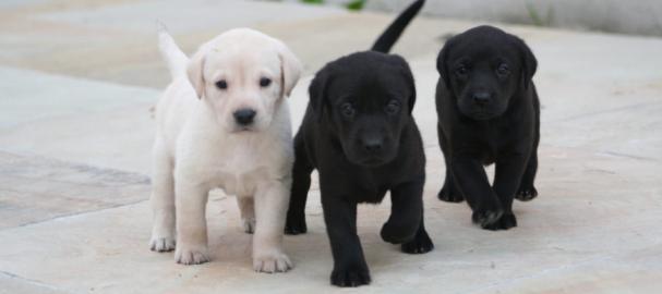 Wunderschne Labrador Welpen zu verkaufe