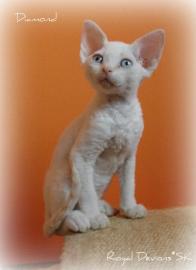 Devon rex ktzchen