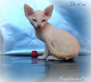 Devon rex ktzchen