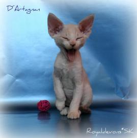 Devon rex ktzchen