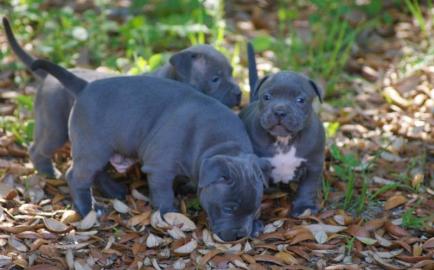 Reinrassige American Pit Bull Terrier W