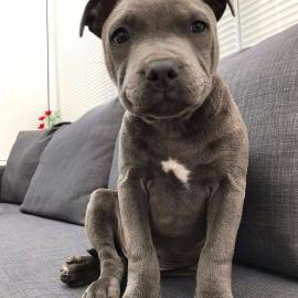 Spezielle kleine Pitbull-Welpen