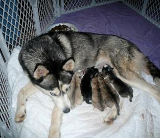 Sibirische Huskys mit Papieren