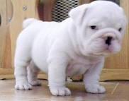 Englisch Bulldogge fr freie Annahme