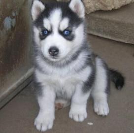 Siberian Husky Weiblich Welpen mit Stamm