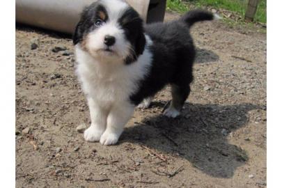 Australian Shepherd Welpe