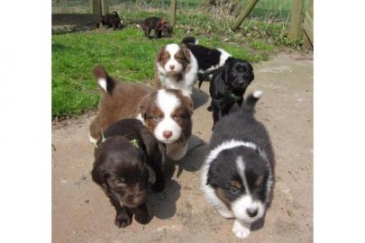 Australian Shepherd Welpe