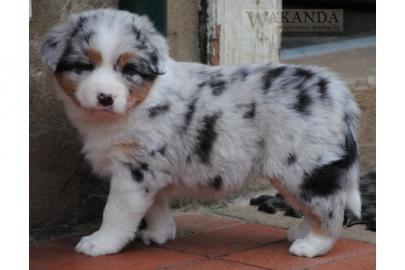 Australian Shepherd Welpe