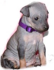 American hairless terrier FCI Welpen