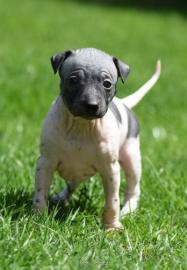 American hairless terrier FCI Welpen