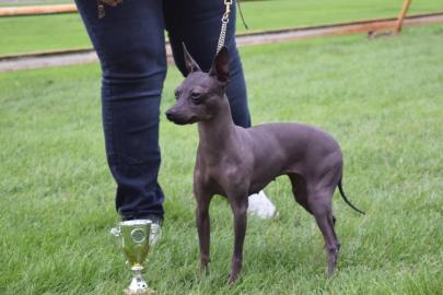 American hairless terrier FCI Welpen