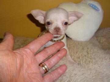 MINI chihuahua-WHATSAPP:+4368120926227