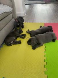 Cane Corso Welpen zu verkaufen