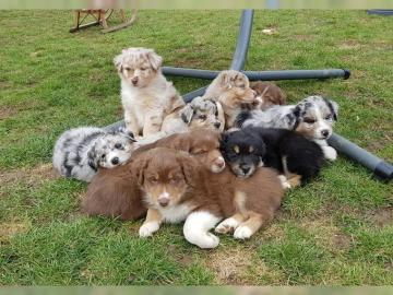 Weihnachten Australian Shepherd Babys mi