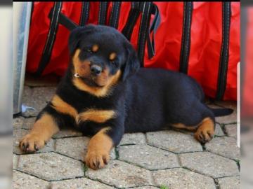 Rottweiler Welpen mit Papieren