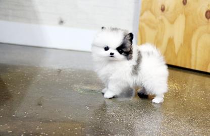 MINI POMERANIAN/ZWERGSPITZ-BOO WELPEN ZU