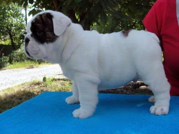 Englisch Bul Bulldoggen Welpen 8 Wochen