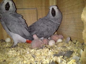 Befruchtete Papageieneier/Lebender Vogel