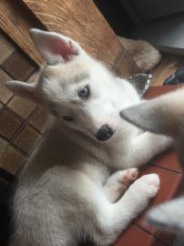 Siberian Husky Welpen