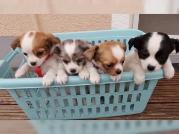 Liebevolles Mini Chihuahua Babys fur 285