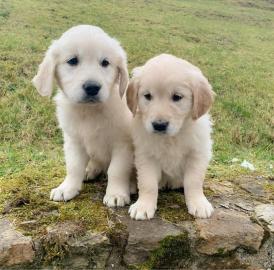 Golden Retriever Welpen zu verkaufen