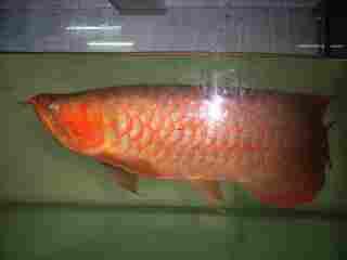 herrliche arowana Fische zum Verkauf