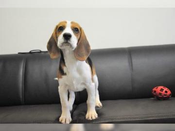 Ssse Wunderschne Beagle Welpen mit Pap