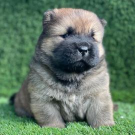 CHOW-CHOW-WELPEN MIT PAPIEREN