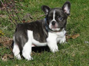 schne Franzsisch Bulldog Welpen zu ver