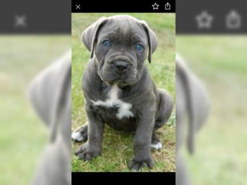 wunderbare wundersch?ne cane corso Welpe