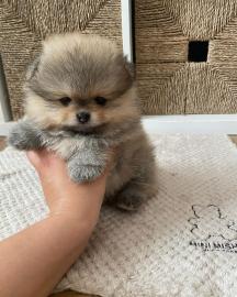 Pomeranian-Zwergwelpen WhatsApp-Nummer +