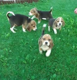 Weihnachten Beagle Welpen mit Papiere su