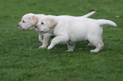 Gesunden Labrador Retriever Welpen zur A