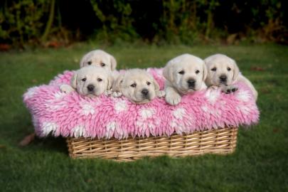 Gesunden Labrador Retriever Welpen zur A