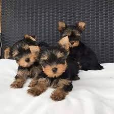 Yorkshire Terrier Welpe in liebevolle H?