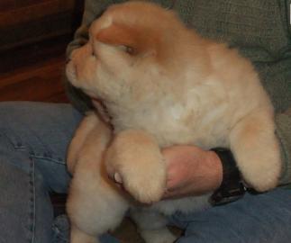 Chow Chow puppies