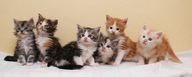 Maine Coon-WHATSAPP: +4368120926227