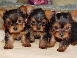 Entz?ckende Teacup Yorkie Welpen zu verk