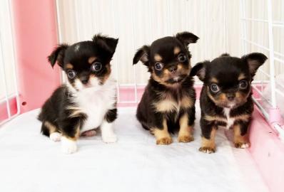 S??e MINI Chihuahua Welpen verf?gbar