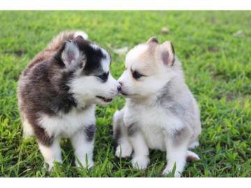 Pomsky Welpen mit Papieren whatsapp Numm