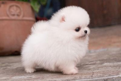 Zwergspitz Pomeranian Welpen Wir bieten