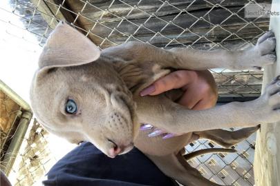 Diese adorale Pit Bull Welpen